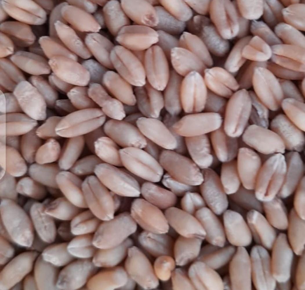 Organic Wheat Aata 5 kg