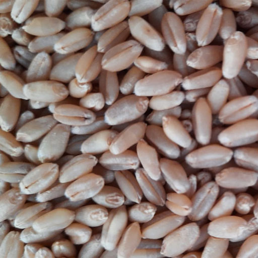 Organic Wheat Aata 10 kg